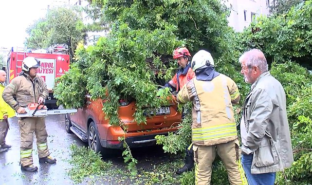 Kadıköy'de park halindeki otomobilin üzerine ağaç devrildi