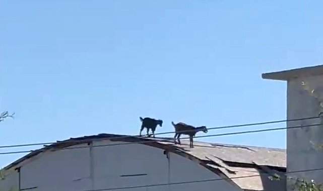 Keçiler, 3 katlı inşaatın çatısına çıktı