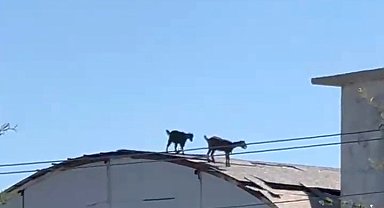 Keçiler, 3 katlı inşaatın çatısına çıktı