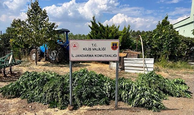 Kilis'te 40,5 kilogram esrar ele geçirildi; 1 gözaltı