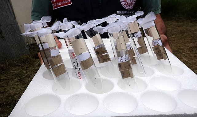 Kokarcaya 'panzehir etkisi'; fındıkta zarar sıfıra yaklaştı