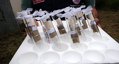 Kokarcaya 'panzehir etkisi'; fındıkta zarar sıfıra yaklaştı