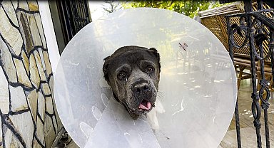 Köpek Şila'nın rahminden, 6 kilo 750 gram enfeksiyonlu kitle çıkarıldı