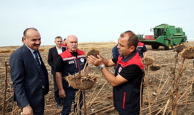 Kuraklıktan etkilenen ayçiçeğinde 3 farklı ekim yöntemi deneniyor