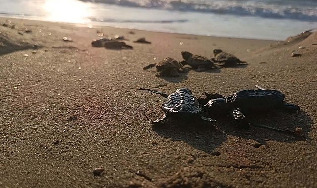 Kuşadası'nda yuvada sıkışan 22 caretta caretta yavrusu denizle buluşturuldu