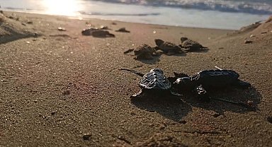 Kuşadası'nda yuvada sıkışan 22 caretta caretta yavrusu denizle buluşturuldu
