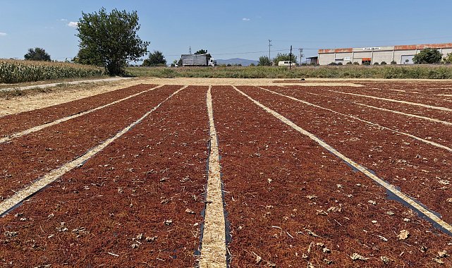 Manisa'da üzüm sergileri renk cümbüşü oluşturdu