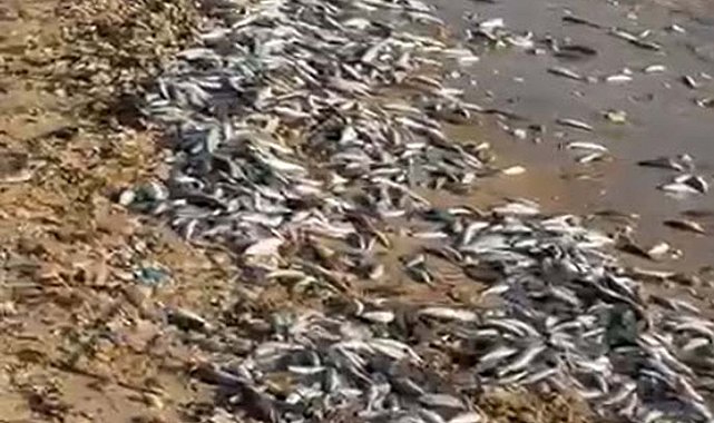 Milas'ta toplu balık ölümüne inceleme