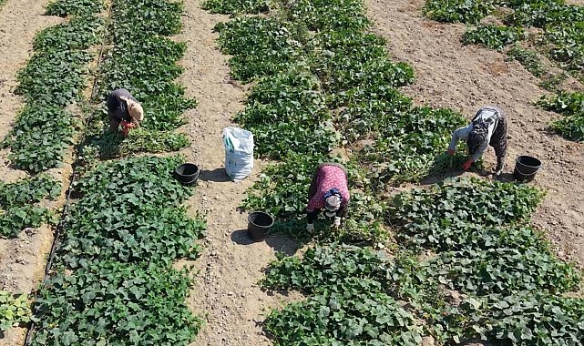 Ödemiş salatalığında güz hasadı
