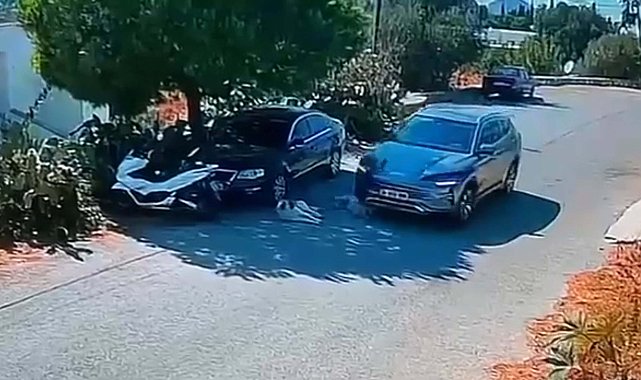 Otomobilin 2 köpeğin üzerinden geçmesine ilişkin soruşturma başlatıldı