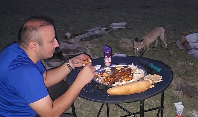 Piknikçilerin masasına yaklaşan tilki kamerada