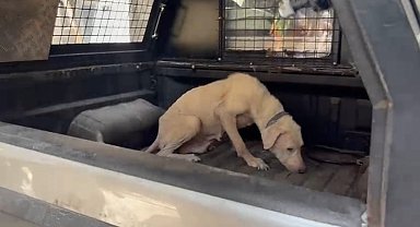 Pirelerin istila ettiği binadan çıkarılan köpeğe, kendisini kurtarıp sahiplenen avukatın adı verildi