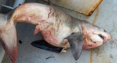 Saros Körfezi'nde balıkçı ağına 'kum kaplanı' cinsi köpek balığı takıldı
