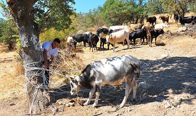 Sürüden kaçan 6 sığırını 5 ay sonra kementle yakaladı