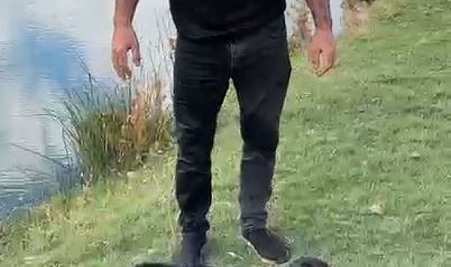 Suya düşen manda yavrusunu kurtardı; o anlar kamerada