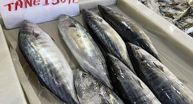 Tekirdağ'da palamut bereketi