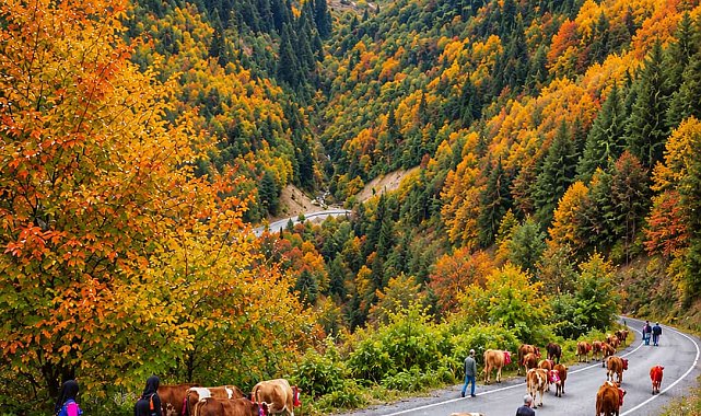Trabzon'da yaylacıların renkli dönüş yolculuğu