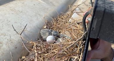 Traktörünü kumru için bekletmişti; ilk yavru yumurtadan çıktı