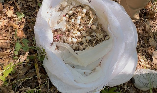 Tunceli'de endemik dağ sarımsağını toplayan 3 kişiye 2 milyon 97 bin lira ceza