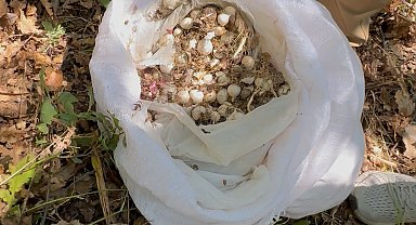 Tunceli'de endemik dağ sarımsağını toplayan 3 kişiye 2 milyon 97 bin lira ceza