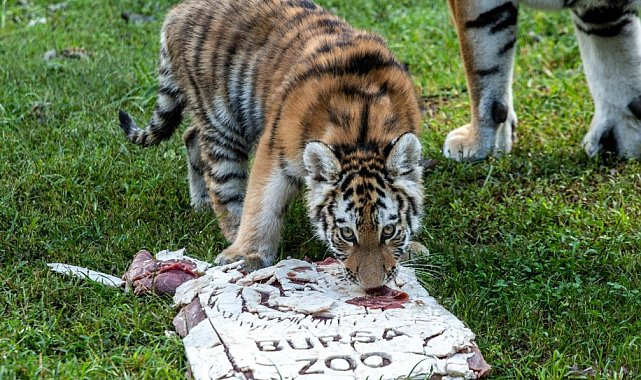 Türkiye'de doğan tek Sibirya kaplanı 'Virginia'nın 100'üncü günü kutlandı