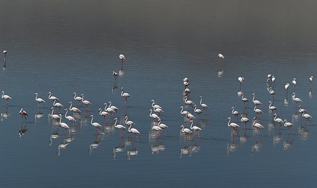 Van'da flamingolar, göç öncesi Erçek Gölü'nde güç topluyor