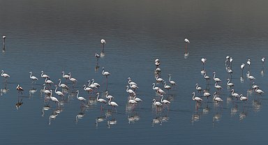 Van'da flamingolar, göç öncesi Erçek Gölü'nde güç topluyor