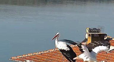 Yaren leylek ve eşi Nazlı yuvadan ayrıldı