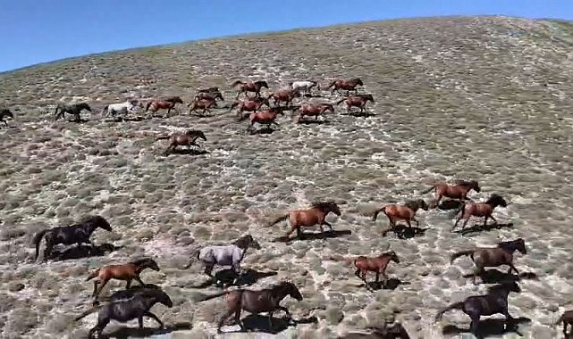 Yaylada koşturan yılkı atları dron kamerasında