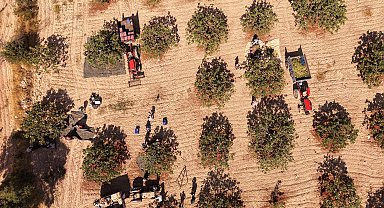 Yeşil altın' bahçede 395, tezgahta 550 lira