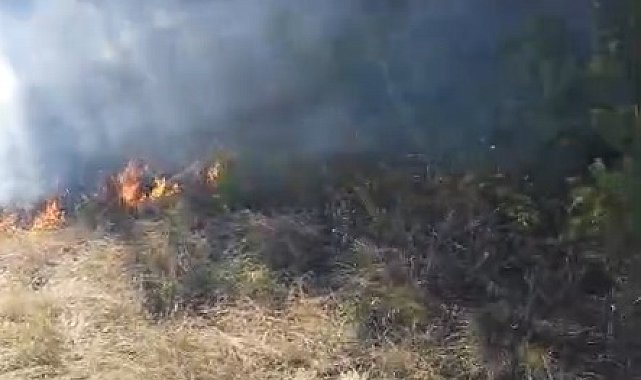Anız yangınında alevler ormana sıçradı