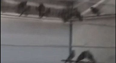 Ankara'da saka kuşu üretip satan kişiye 1.4 milyon lira ceza