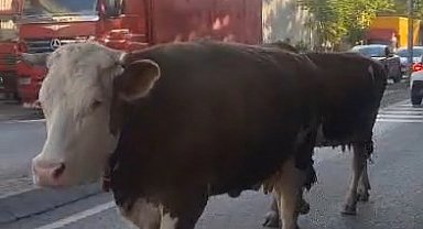 Ataşehir'de caddede başıboş gezen inekler kamerada