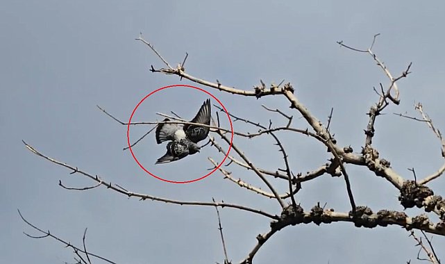Ayağına ip dolanıp ağaçta asılı kalan güvercini itfaiye kurtardı