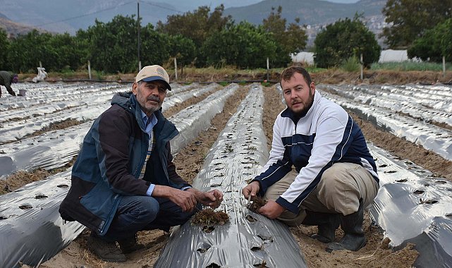 Baba-oğul, ata toprağında organik tarım yapıyor