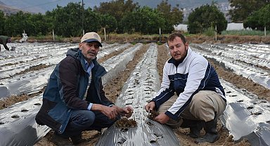 Baba-oğul, ata toprağında organik tarım yapıyor