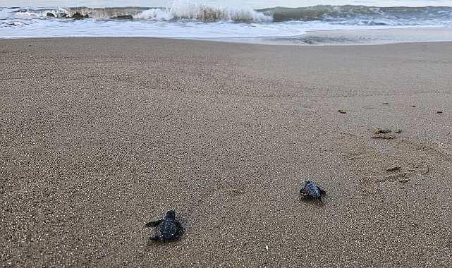 Belek'te 100 bin caretta yavrusu denize ulaştı