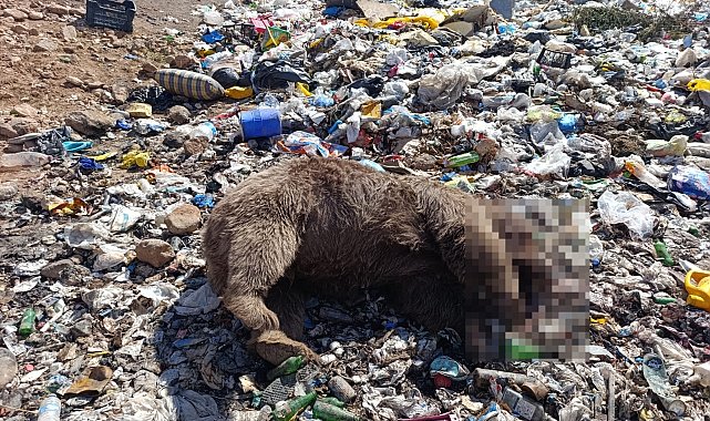 Bingöl'de 3 bozayının öldürülmesine ilişkin çalışma başlatıldı