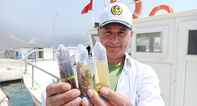 Deniz çöpleri, istilacı türleri de taşıyor