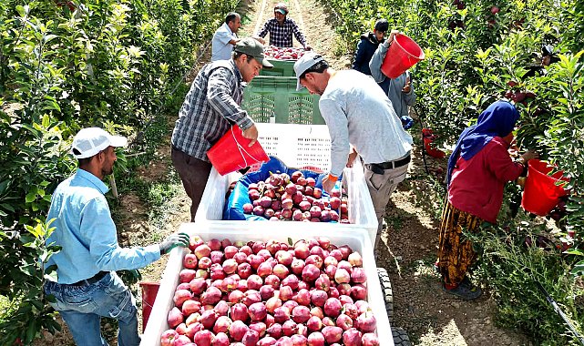 Geçen yıl don vuran Yeşilhisar elması, bu yıl üreticinin yüzünü güldürdü