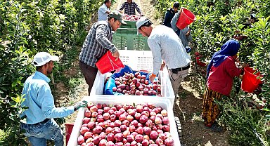 Geçen yıl don vuran Yeşilhisar elması, bu yıl üreticinin yüzünü güldürdü