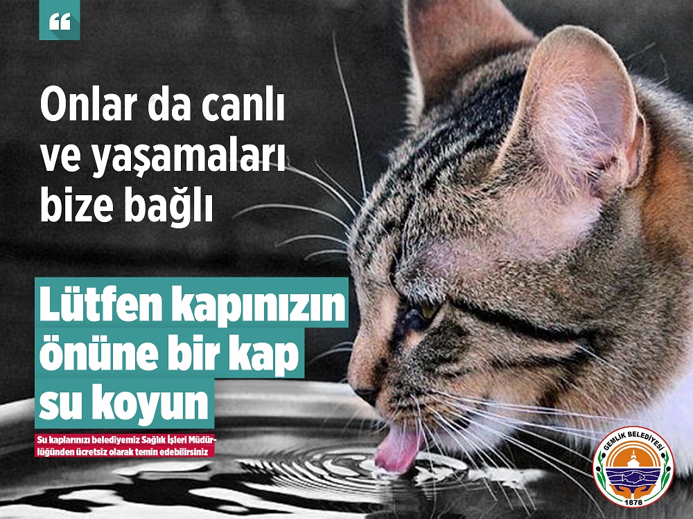 Gemlik Belediyesi sokak hayvanlarını unutmadı