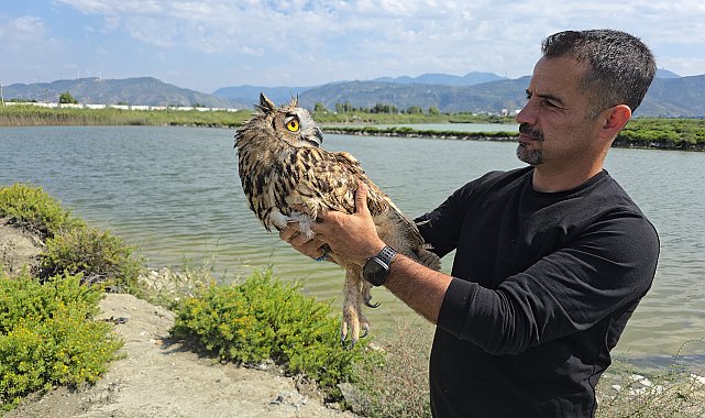 Hatay'da vurulan puhu cinsi baykuş, tedaviye alındı