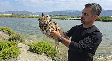 Hatay'da vurulan puhu cinsi baykuş, tedaviye alındı