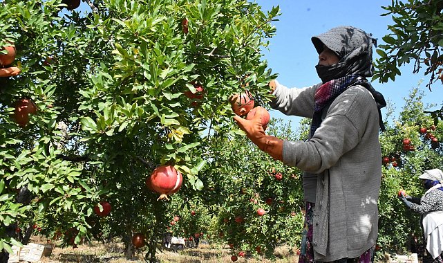 Hicaz narında hasat dönemi başladı