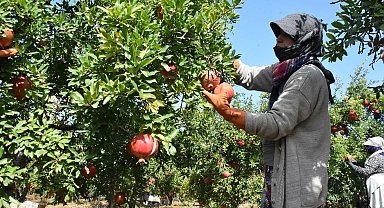 Hicaz narında hasat dönemi başladı