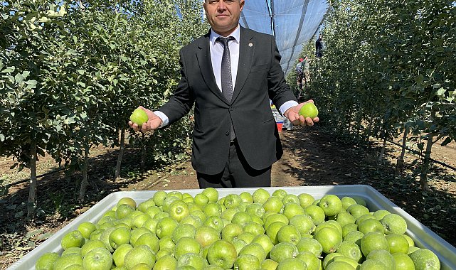Isparta'da elma hasadı başladı; rekolte beklentisi 1 milyon 250 bin ton