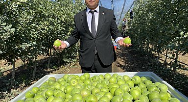 Isparta'da elma hasadı başladı; rekolte beklentisi 1 milyon 250 bin ton