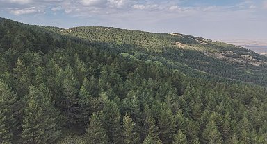 Konya, orman varlığında 6'ncı sırada