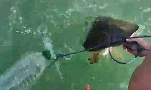 Milas'ta pet şişe bağlanmış caretta carettayı denize açılıp kurtardılar